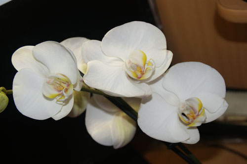 орхидеи фаленопсис цветение