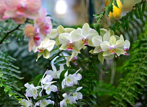орхидеи в зимнем саду