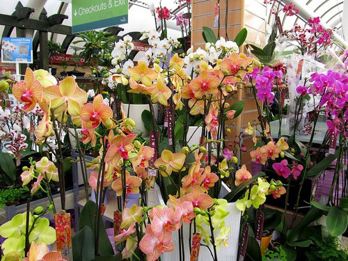 как выбрать орхидею