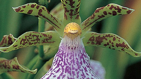 орхидея зигопеталум