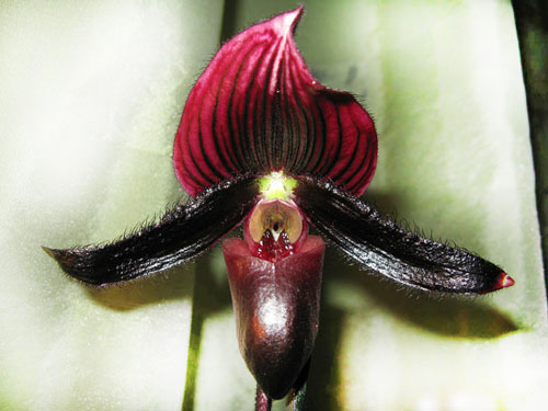 Орхидея Пафиопедилум