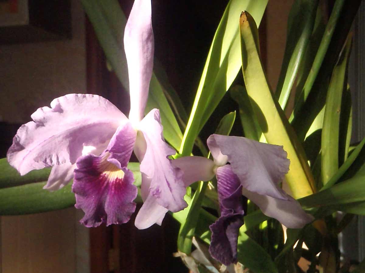 Орхидея аганизия