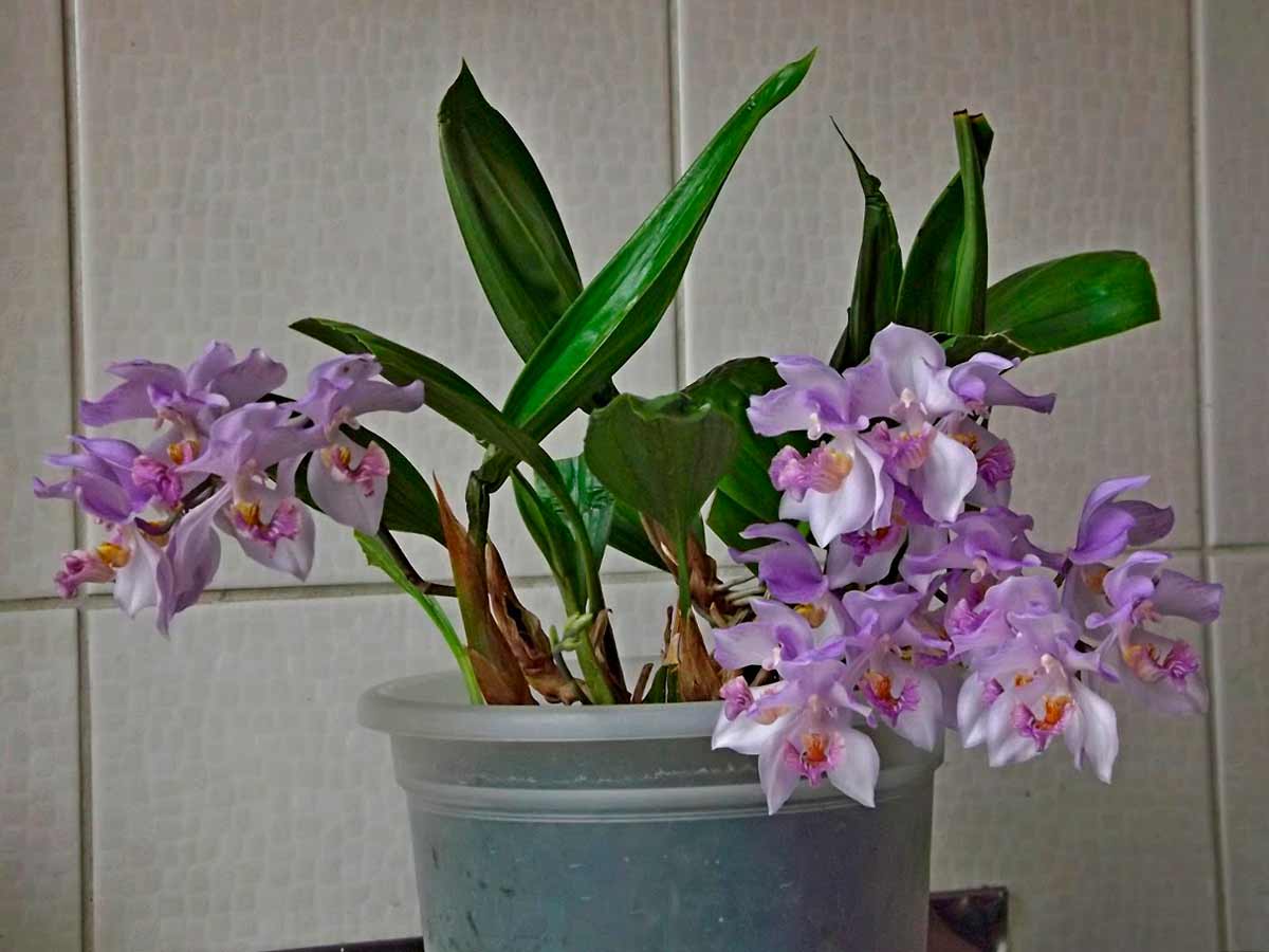 Орхидея аганизия