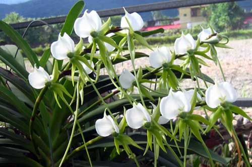 Сорта орхидей: Ангрекум, Аскоценда, Бульбофиллум, Гулу - описание и фото﻿