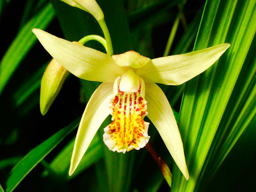 орхидея блетилла