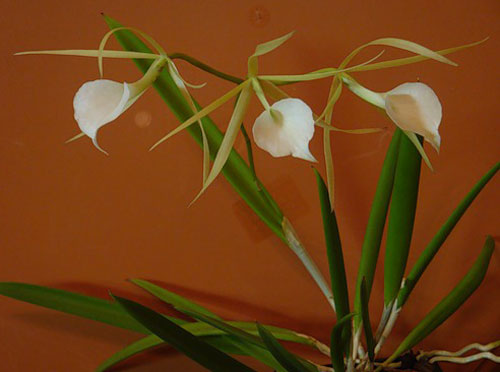 Орхидея брассавола