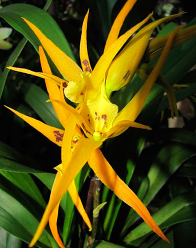 орхидея брассия