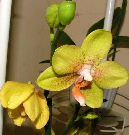 опадание бутонов у орхидеи
