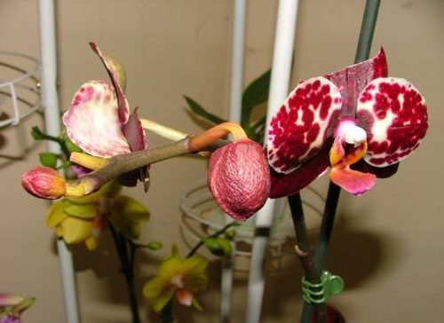 опадание бутонов у орхидеи