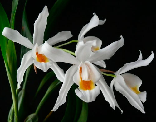 орхидея целогина