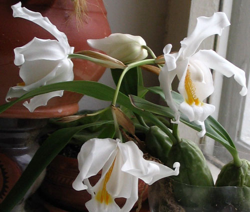орхидея целогина