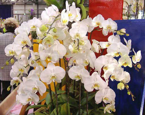 орхидеи фаленопсис цветение