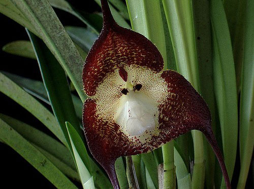 Орхидея дракула 