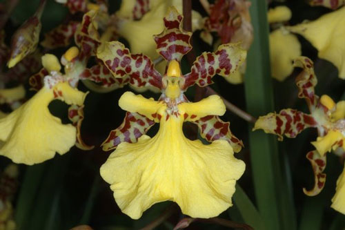 фото орхидеи онцидиум