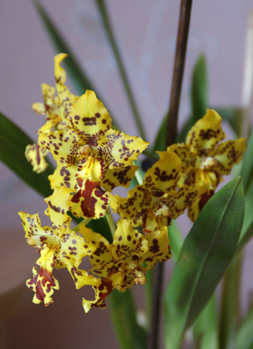 орхидея камбрия фото