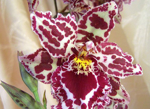 фото орхидеи камбрия