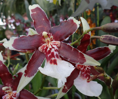 Фото орхидеи. Все виды орхидеи на фото.