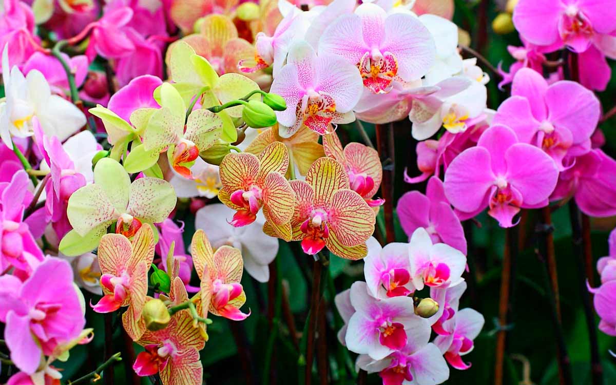 Влажность и полив для орхидеи