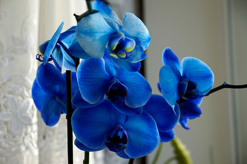 крашеные орхидеи