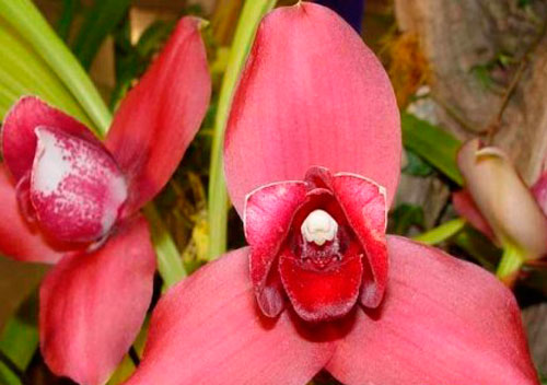 орхидея ликаста