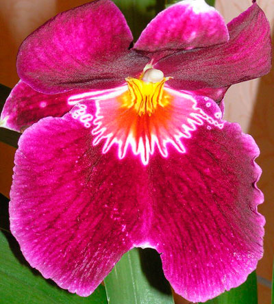 орхидея мильтония