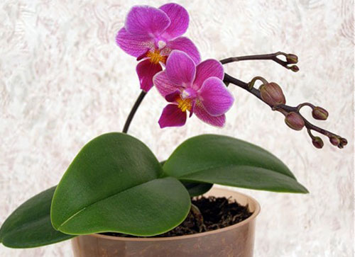 Мини орхидея
