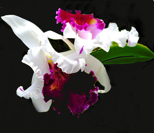 орхидея не цветет