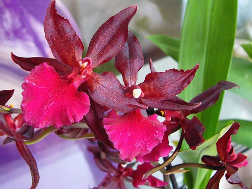 орхидея одонтоглоссум