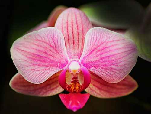 Орхидея для начинающих