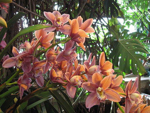 орхидеи в зимнем саду