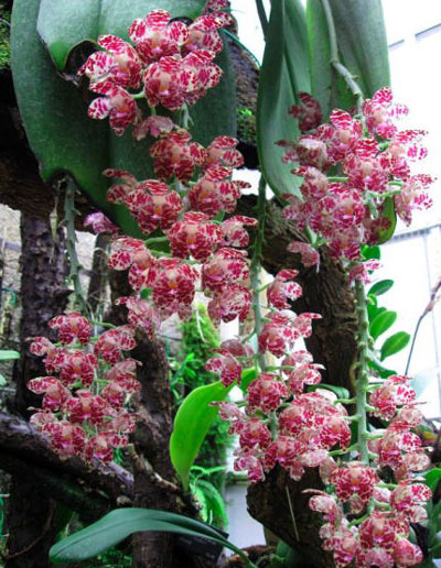 Виды орхидей фаленопсис