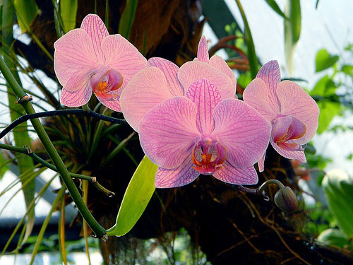 Виды орхидей фаленопсис