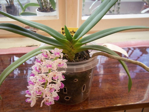 Орхидея Ринхостилис