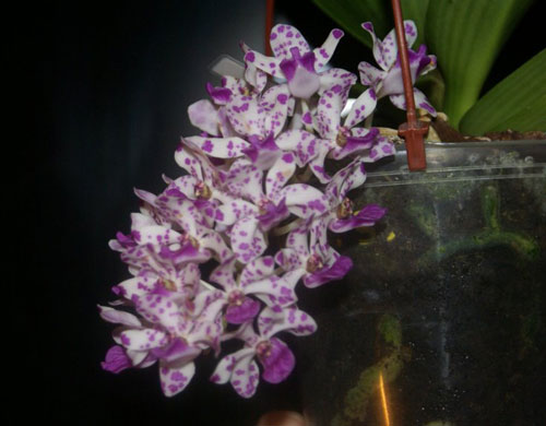 Орхидея Ринхостилис