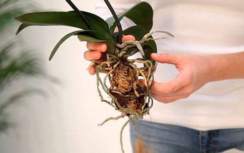 Субстрат для орхидеи