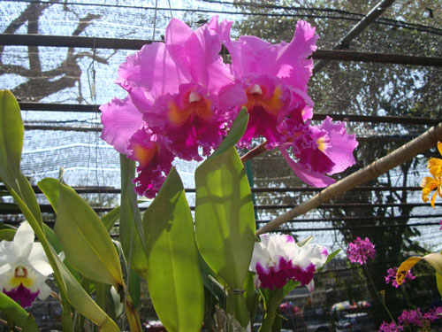 ферма орхидей в тайланде 