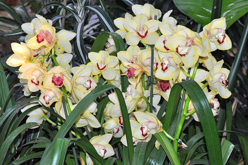 Удобрения для орхидей