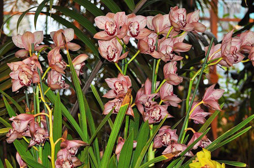 Удобрения для орхидей