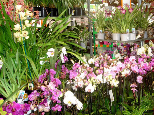 как выбрать орхидею