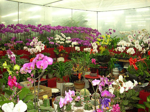 выбрать орхидею