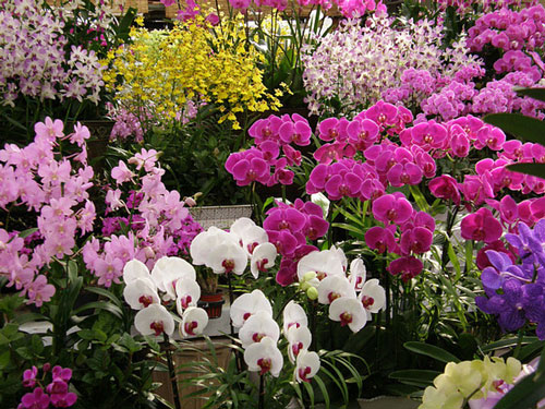 ароматные орхидеи