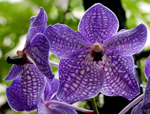 запах орхидеи