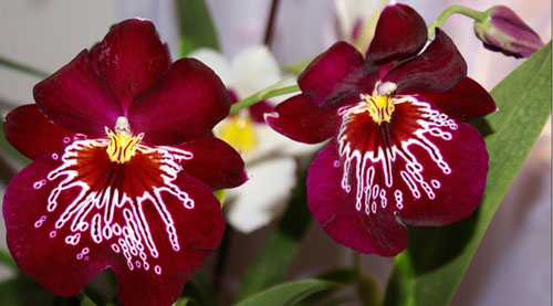 аромат орхидеи