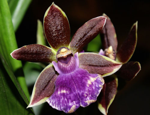 ароматные орхидеи